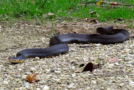 We spotted this copperbelly watersnake at Port Louisa National Wildlife Refuge in Iowa. This species is threatened with only a couple hundred snakes remaining in the northern population. These snakes 