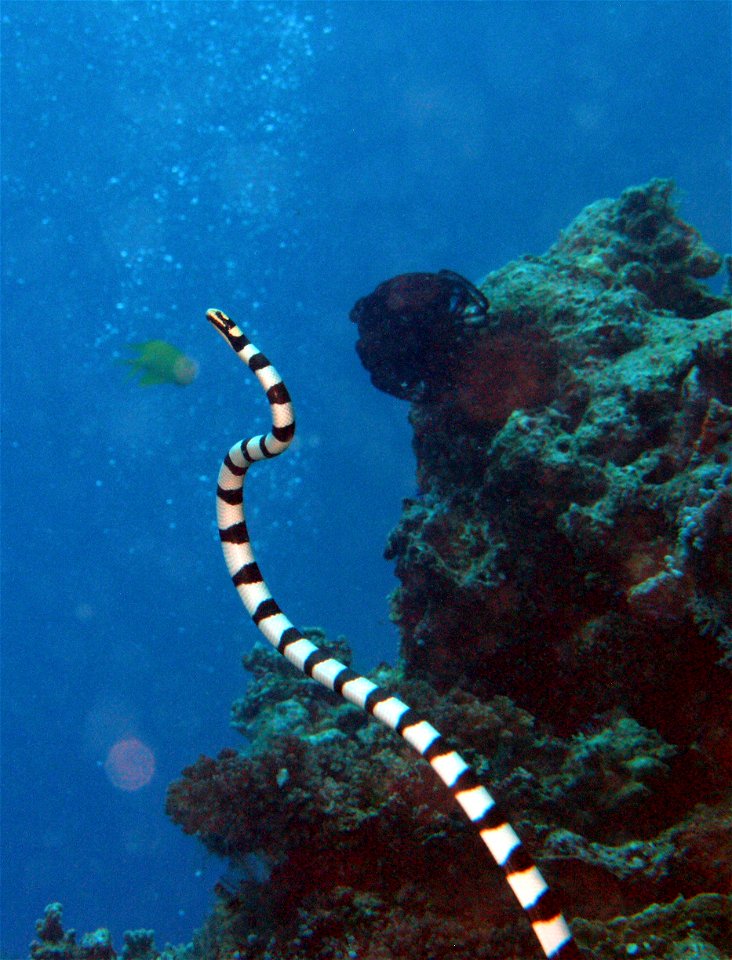 Banded sea snake (Laticauda colubrina).  Fiji. 2008.