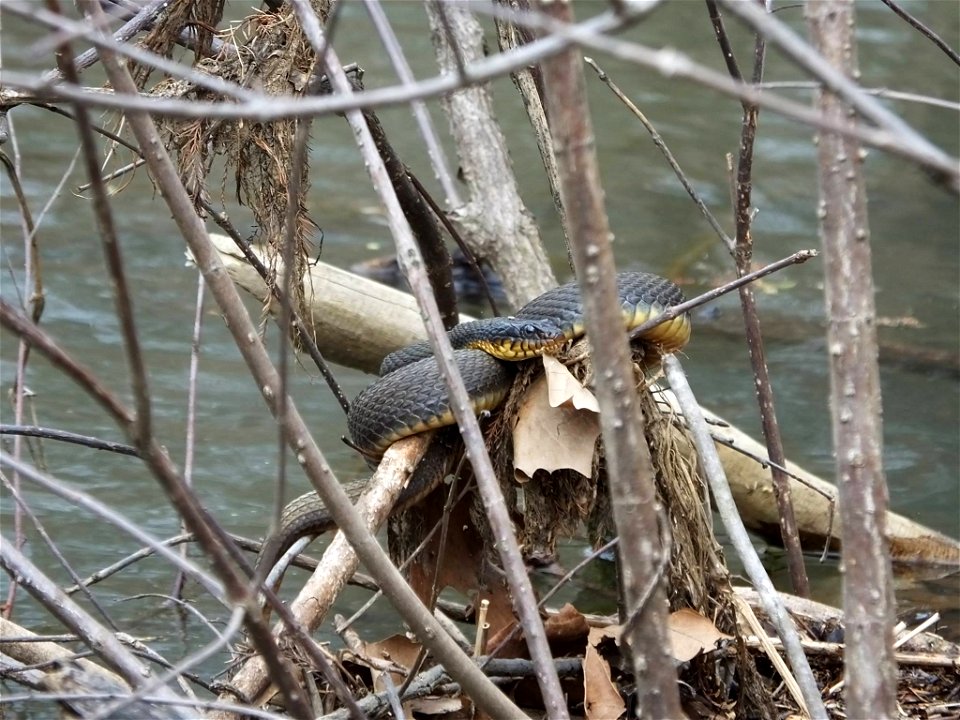 This yellow-bellied water snake was recently spotted enjoying the sunshine at Mingo National Wildlife Refuge in Missouri. They are nonvenomous and mostly eat fish, frogs, salamanders, and crayfish.

P