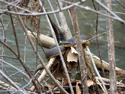 This yellow-bellied water snake was recently spotted enjoying the sunshine at Mingo National Wildlife Refuge in Missouri. They are nonvenomous and mostly eat fish, frogs, salamanders, and crayfish. P photo