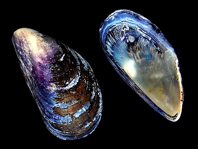 Image of a blue mussel (Mytilus edulis) shell.