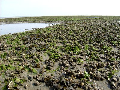 Picture taken in the Waddensea near the island of Schiermonnikoog (Netherlands) with Pacific oysters, Blue mussels and Cockles photo