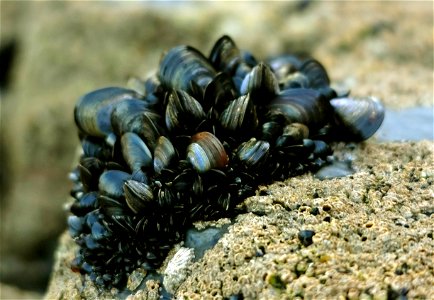 A clump of blue mussels, Mytilus edulis, on a rock in Cornwall, UK.
