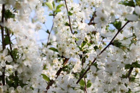 Flora tree blossom photo