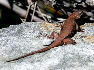 An Eastern fence lizard (Sceloporus undulatus) on a rock.Photo taken with a Panasonic Lumix DMC-FZ50 in Burke County, NC, USA.Cropping and post-processing performed with The GIMP. photo