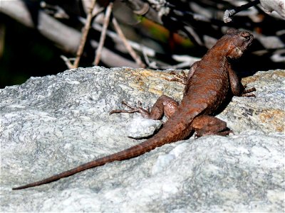 An Eastern fence lizard (Sceloporus undulatus) on a rock.Photo taken with a Panasonic Lumix DMC-FZ50 in Burke County, NC, USA.Cropping and post-processing performed with The GIMP.