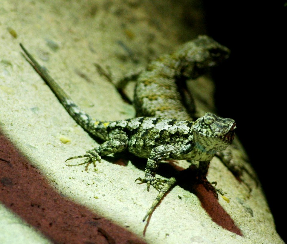 Southern fence lizard (Sceloporus undulatus undulatus) (subspecies of Eastern fence lizard) at the Buffalo Zoo