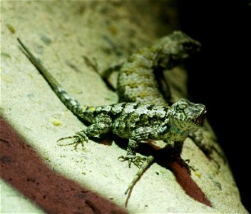 Southern fence lizard (Sceloporus undulatus undulatus) (subspecies of Eastern fence lizard) at the Buffalo Zoo