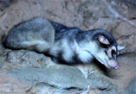 Cacomistle Bassariscus sumichrasti at the Cincinnati Zoo