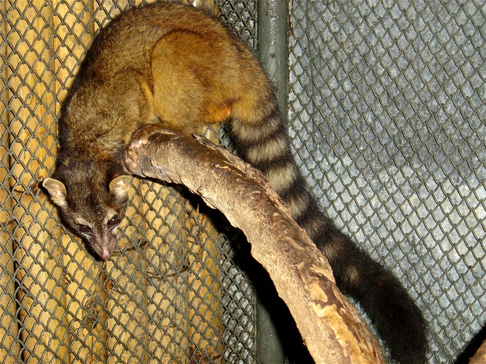 Bassariscus sumichrasti. Cacomistle. Geocoded image. Taken in Escuintla, Guatemala. September 3 2004. 10:07 AM Local (GMT-6)