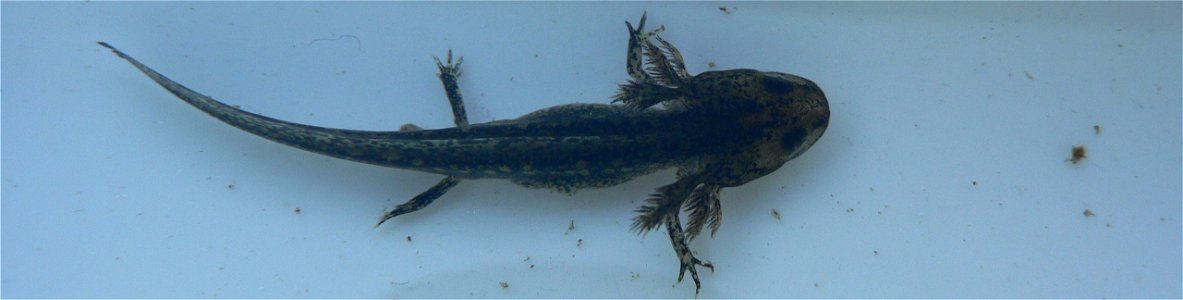 larva of Alpine Newt (Mesotriton alpestris) (?), 

Wilgenhoek, Deerlijk, Belgium
