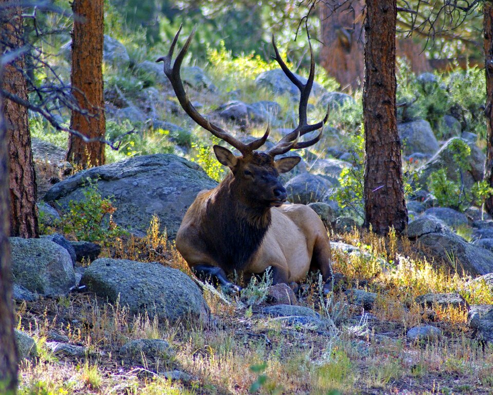 Rocky mountain national