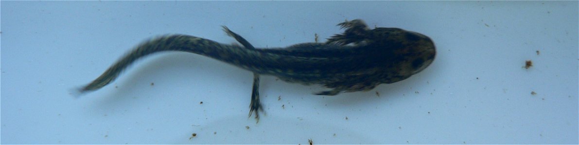 larva of Alpine Newt (Mesotriton alpestris) (?), 

Wilgenhoek, Deerlijk, Belgium