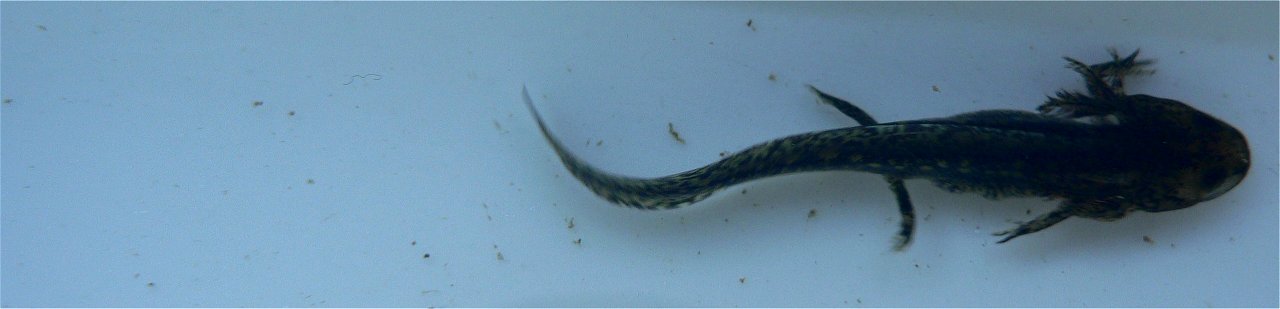 larva of Alpine Newt (Mesotriton alpestris) (?), 

Wilgenhoek, Deerlijk, Belgium