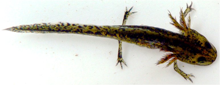 larva of Alpine Newt (Mesotriton alpestris) (?), 

Wilgenhoek, Deerlijk, Belgium