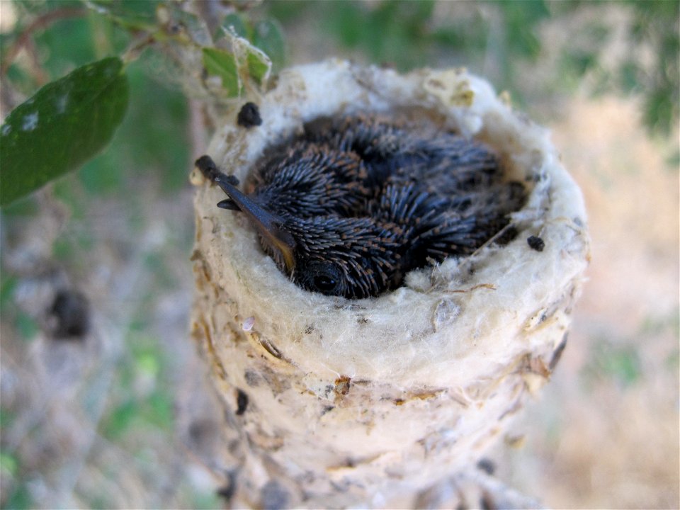 Young Black-chinned hummingbirds (Archilochus alexandri) in a nest of cottonwood seeds and spiderwebs in Zion National Park, Utah. NPS Photo/Caitlin Ceci