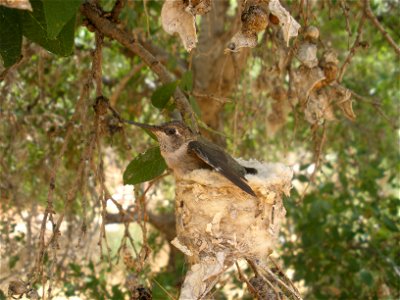 A black-chinned hummingbird (Archilochus alexandri) rests on its nest. NPS Photo/Jamie Li