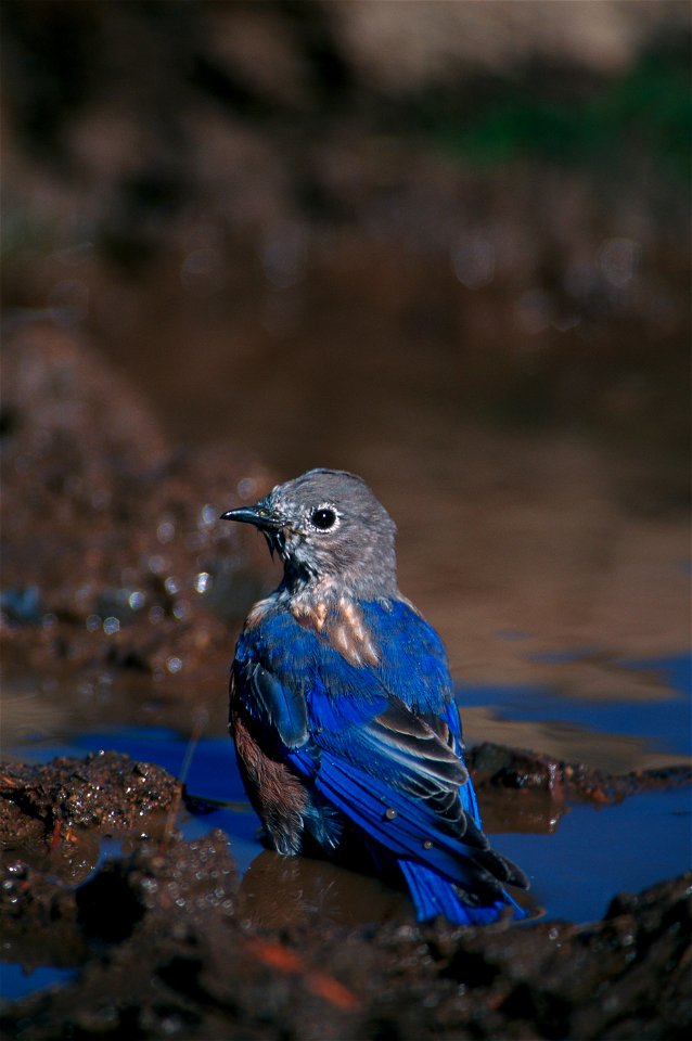 Western Bluebird, Juvenile, Arizona