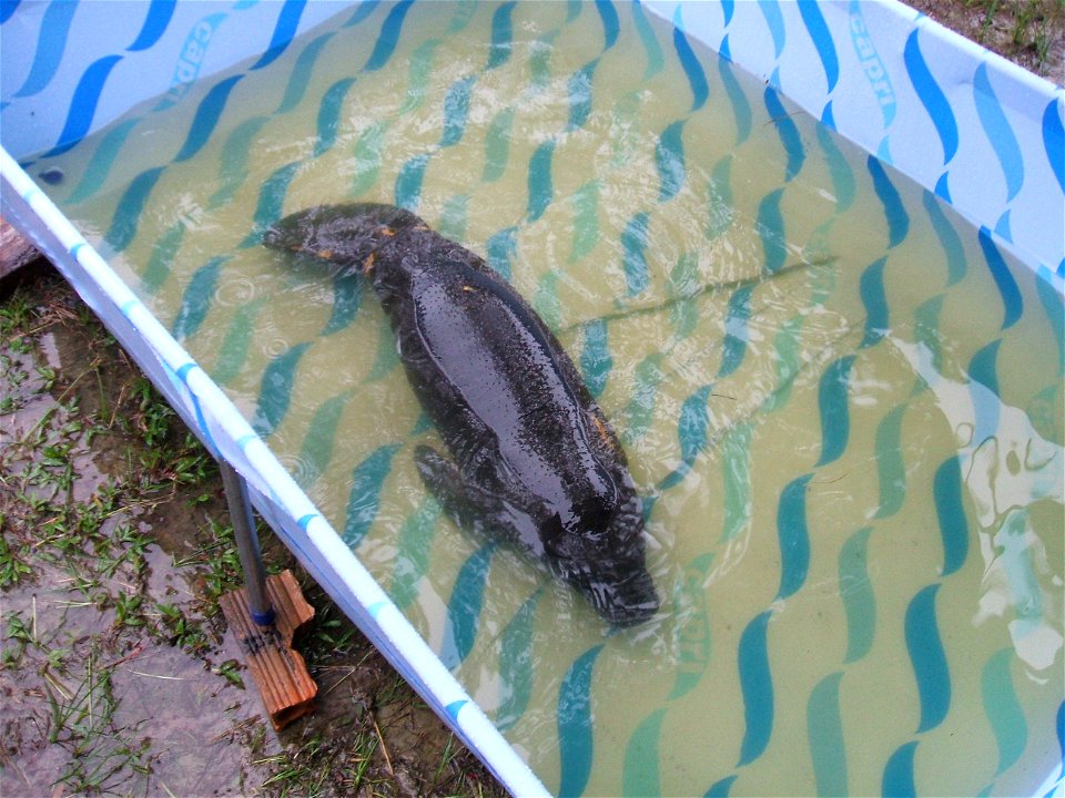 Picture of a baby Trichechus inunguis in Instituto Brasileiro de Meio Ambiente e Recursos Naturais Renováveis (IBAMA) in Breves - Pará State - Marajó Island - Brazil