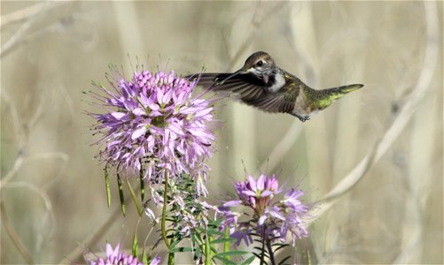 A close-up of a hummingbird visiting a Rocky Mountain bee plant won first place in 2013.

Photo Credit: Bob Brown