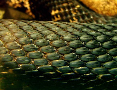 Détail des écailles d'un serpent taureau ( Pituophis melanoleucus, habitat Canada et Nord des USA). L'Ile aux Serpents, à La Trimouille (86).