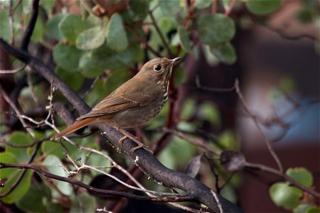 Hermit Thrush

You are free to use this image with the following photo credit: Peter Pearsall/U.S. Fish and Wildlife Service