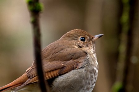 Hermit Thrush

You are free to use this image with the following photo credit: Peter Pearsall/U.S. Fish and Wildlife Service