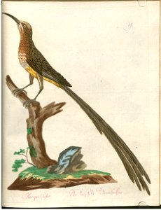 Illustrationen aus: Beytrag zur Naturgeschichte der Vögel. 3. Band, Wien: Typographische Gesellschaft, 1792.