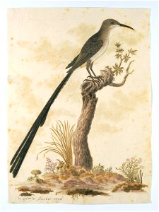 Grote Kaapse suikervogel (Promerops cafer)