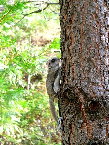 This squirrel was injured when a tree was felled near the Groveland Ranger District Office. It was rescued and released by a Forest Service employee after being treated by Rosewolf Wildlife Rescue. photo