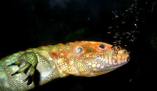 Caiman Lizard (Dracaena guianensis) swimming underwater