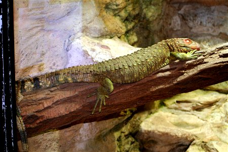 Caiman Lizard, (Dracaena guianensis) in ZOO Praha, Czech Republic