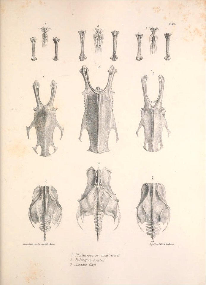 WW 
lr&m.lfafotf~6 0z/&u. fyJC^nz&fa 
1 
1 PhalcuyrotjT'vn wudiros trie 
2 Ptotvrwpws cinctus 

3. Abbcugis G&yi