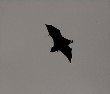 Pteropus seychellensis (Seychelles Fruit Bat) on La Digue island on the Seychelles