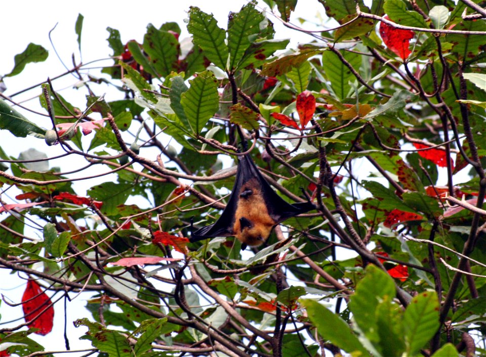 Pteropus seychellensis (Seychelles Fruit Bat) on La Digue island on the Seychelles