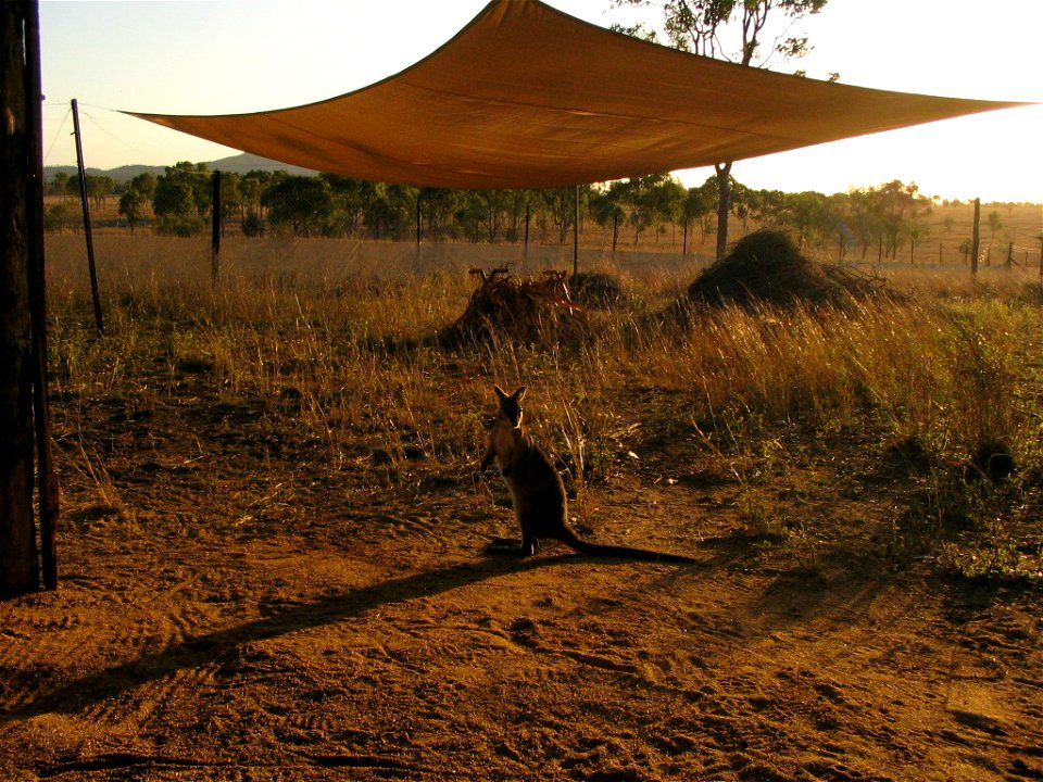 Photo I took of a Bridled Nail Tail Wallaby