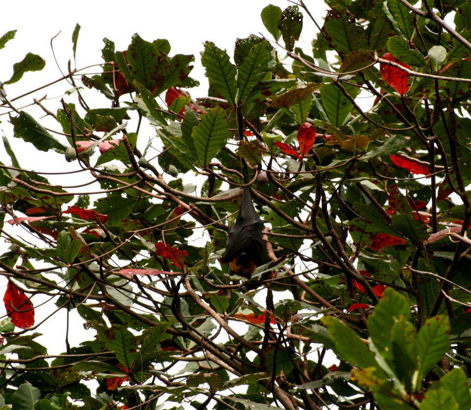 Pteropus seychellensis (Seychelles Fruit Bat) on La Digue island on the Seychelles