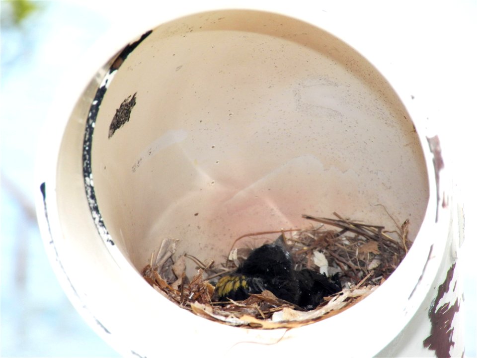 By: Danna Liurova (DRV) USFWS YAP
May 02, 2012

A chick inside an artificial nest.