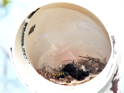 By: Danna Liurova (DRV) USFWS YAP
May 02, 2012

A chick inside an artificial nest.