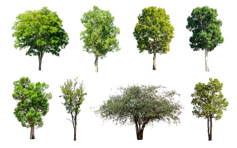 Green summer deciduous trees