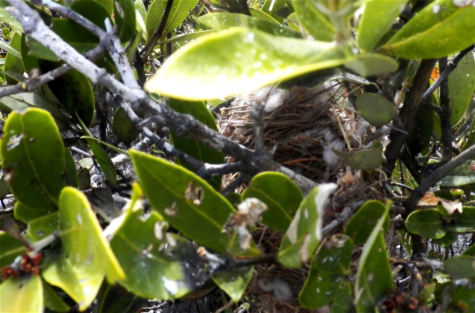 By: Danna Liurova (DRV) USFWS YAP
May 02, 2012

The Yellow-shouldered Blackbird's natural nest. They build their nests in the mangroves. Their favorite is the black mangrove.