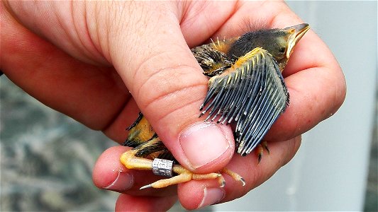 Yellow-shouldered Blackbird Agelaius xanthomus chick, Puerto Rico. This chick has just 5 days old. Each chick is ringed to facilitate the monitoring.
