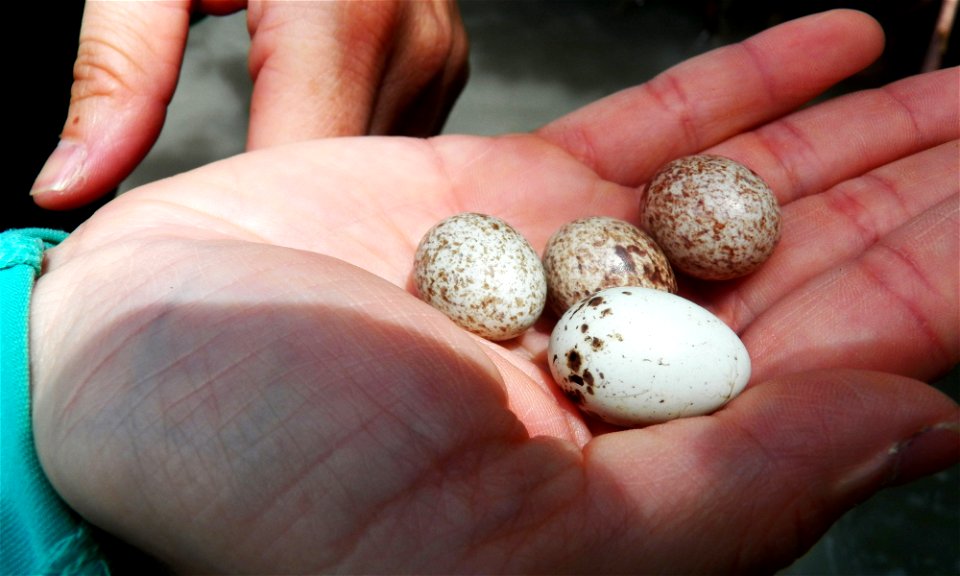 By: Danna Liurova (DRV) USFWS YAP
May 02, 2012

The white egg on the hand (first one) is a Yellow-shouldered Blackbird egg. The others are from the Cowbird (Tordo).  A parasite bird that is adapted to