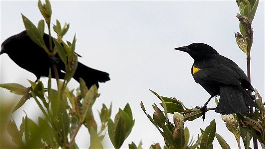 By: Danna Liurova (DRV) USFWS YAP
May 02, 2012

A couple of Yellow-shouldered Blackbird.
