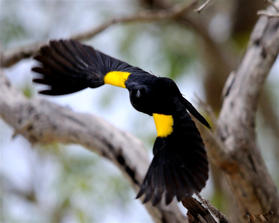 A Yellow-shouldered blackbird in Puerto Rico