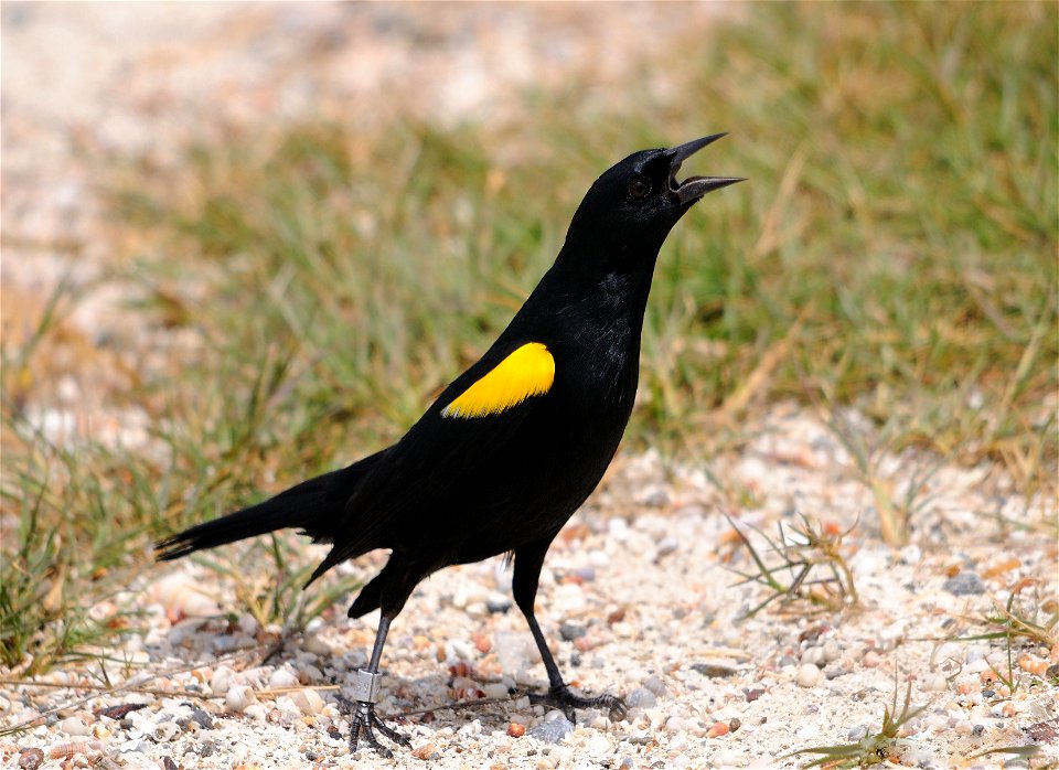 A Yellow-shouldered blackbird in Puerto Rico