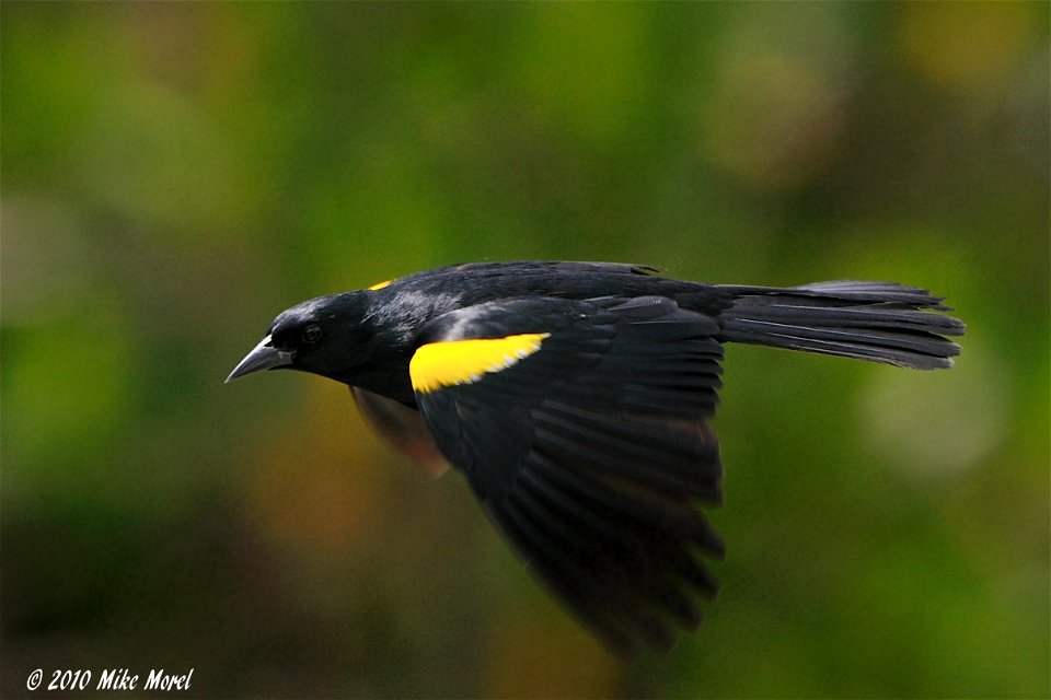 Scientific name:  Agelaius xanthomus
Common name Spanish:  Mariquita
Common name   Yellow-shouldered Blackbird
Photo by Mike Morel
Location:  Puerto Rico

More information:  ecos.fws.gov/speciesProfil