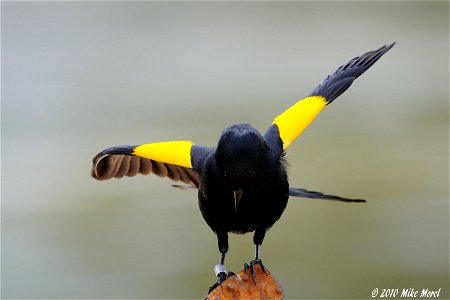 Scientific name:  Agelaius xanthomus
Common name Spanish:  Mariquita
Common name   Yellow-shouldered Blackbird
Photo by Mike Morel
Location:  Puerto Rico

More information:  ecos.fws.gov/speciesProfil
