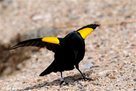 Scientific name: Agelaius xanthomus Common name Spanish: Mariquita Common name Yellow-shouldered Blackbird Photo by Mike Morel Location: Puerto Rico More information: ecos.fws.gov/speciesProfil photo