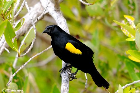 Scientific name: Agelaius xanthomus Common name Spanish: Mariquita Common name Yellow-shouldered Blackbird Photo by Mike Morel Location: Puerto Rico More information: ecos.fws.gov/speciesProfil photo